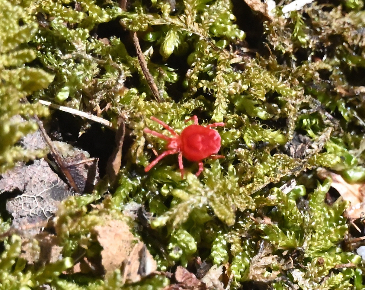 Another notable small critter seen along the trail this day was a red velvet mite. It is not an insect, but an arachnid; it has eight legs instead of six. As a child, I heard that red mites are dangerous, but in reality, these mites are harmless to humans. They predate other small insects such as aphids. They are tiny (1/64 to 1/8 inch) and are only easily seen due to their bright-red color.